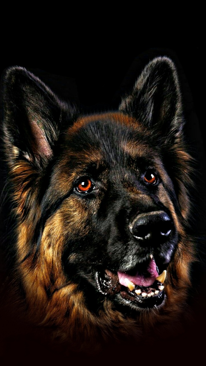 Обои щенок, пастушья собака, Себирская Хаски, пес, малинуа собака в разрешении 720x1280