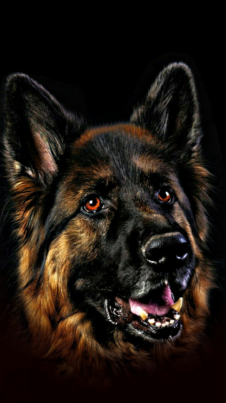 Обои щенок, пастушья собака, Себирская Хаски, пес, малинуа собака в разрешении 750x1334