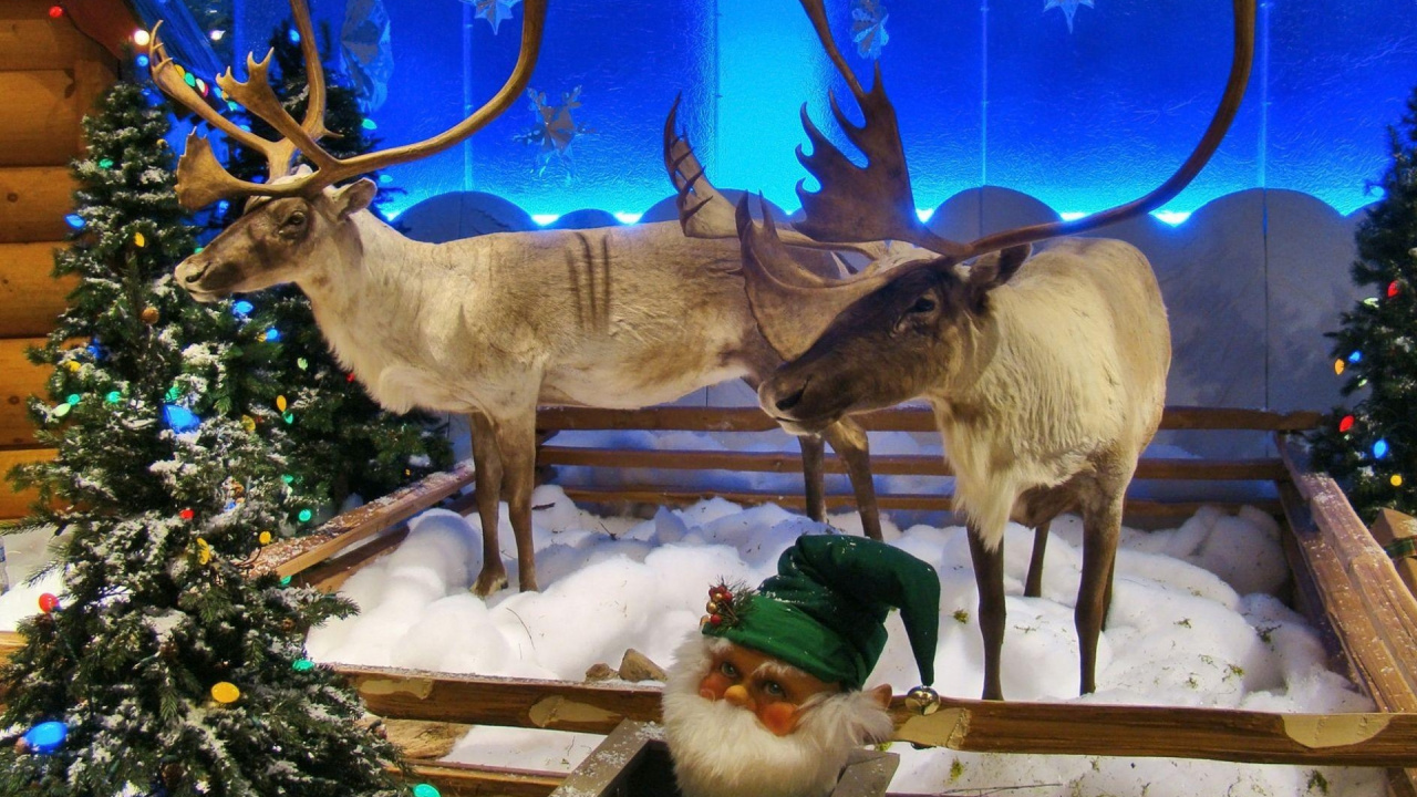 Обои Северный олень, живая природа, Рождество, елка, Рождественские украшения в разрешении 1280x720