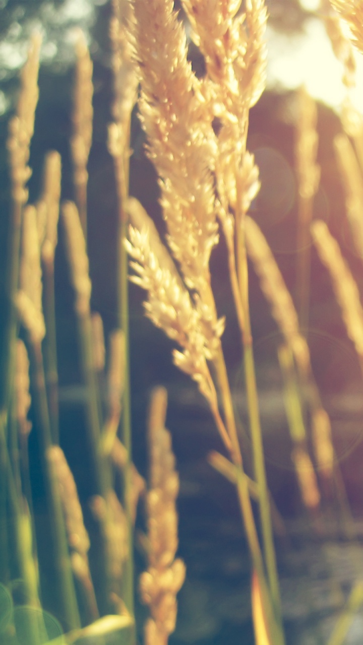 Обои пшеница, рожь, зерно, солнечный свет, семейство травы в разрешении 720x1280