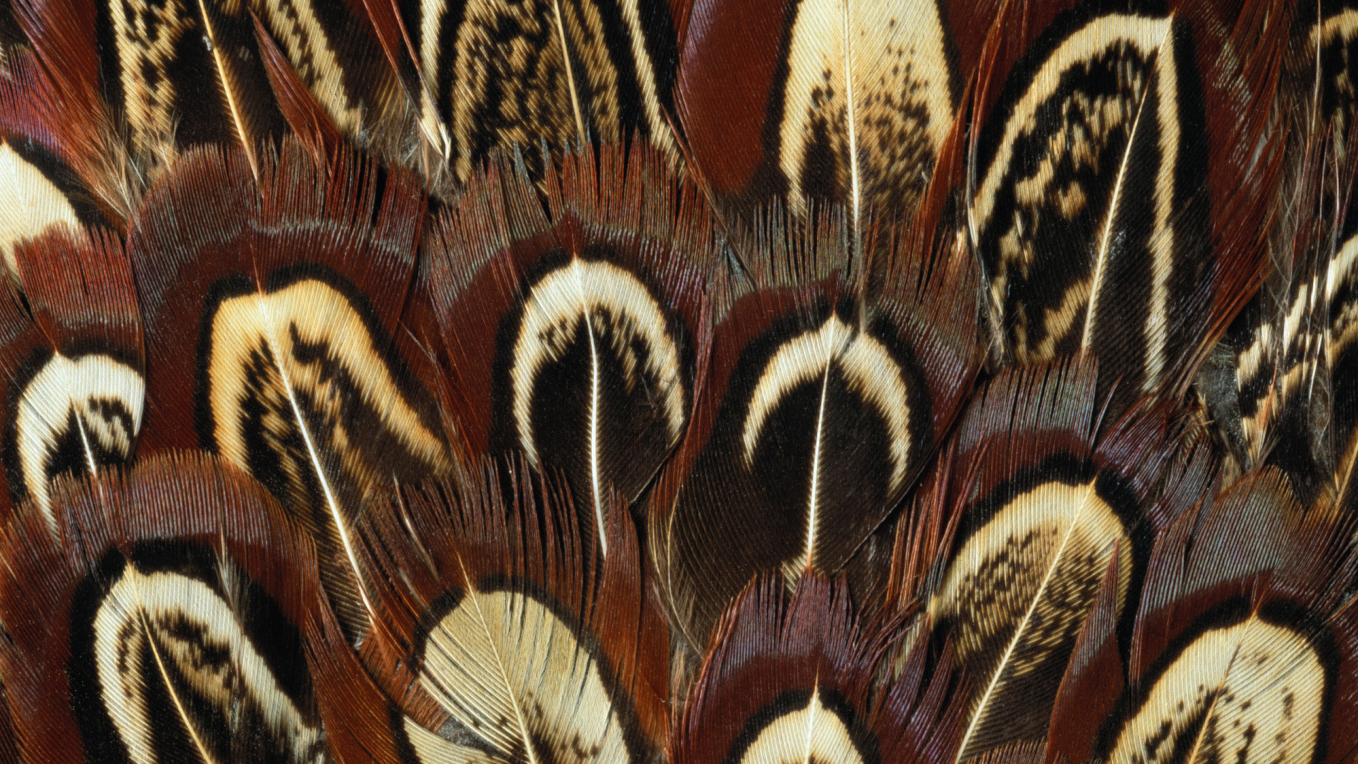 Обои семейство травы, Фазан Перья, Кольцо шеей фазан, живопись, крупный план в разрешении 1920x1080