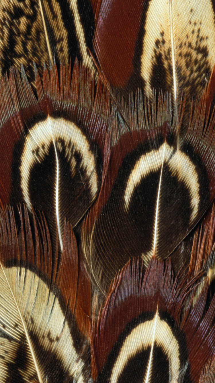 Обои семейство травы, Фазан Перья, Кольцо шеей фазан, живопись, крупный план в разрешении 750x1334