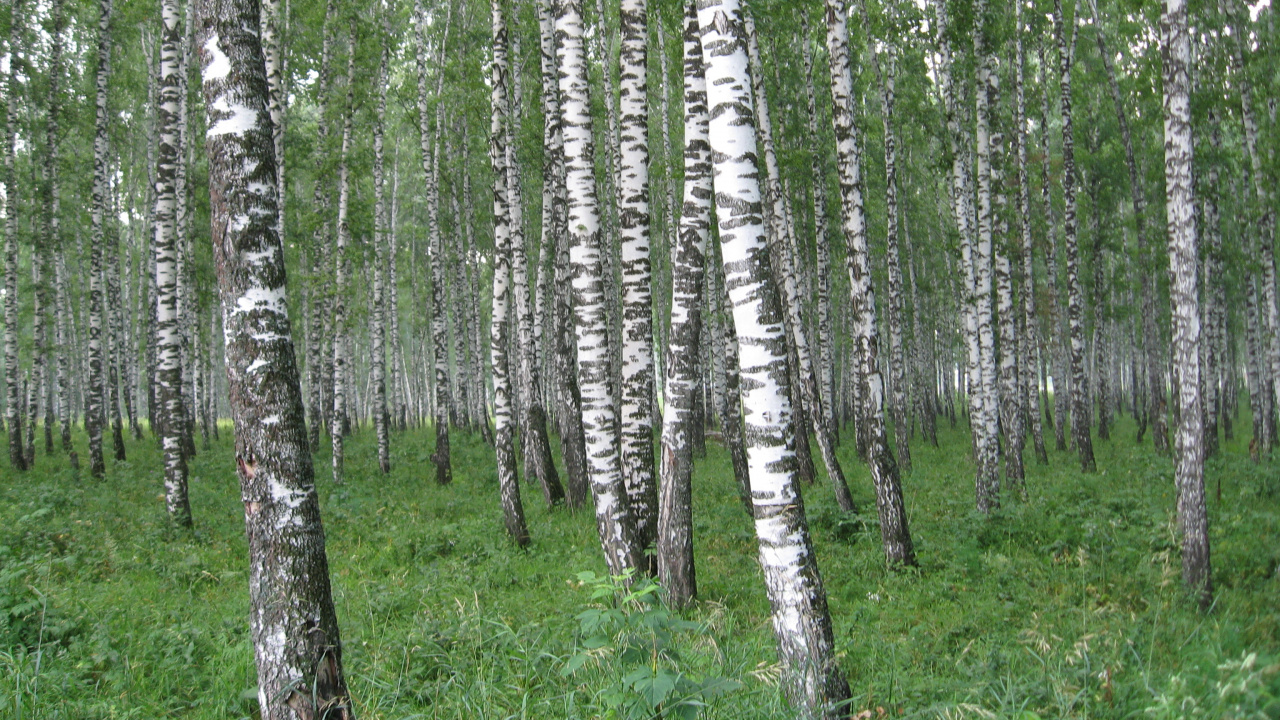 Обои Россия, природа, дерево, лес, береза в разрешении 1280x720