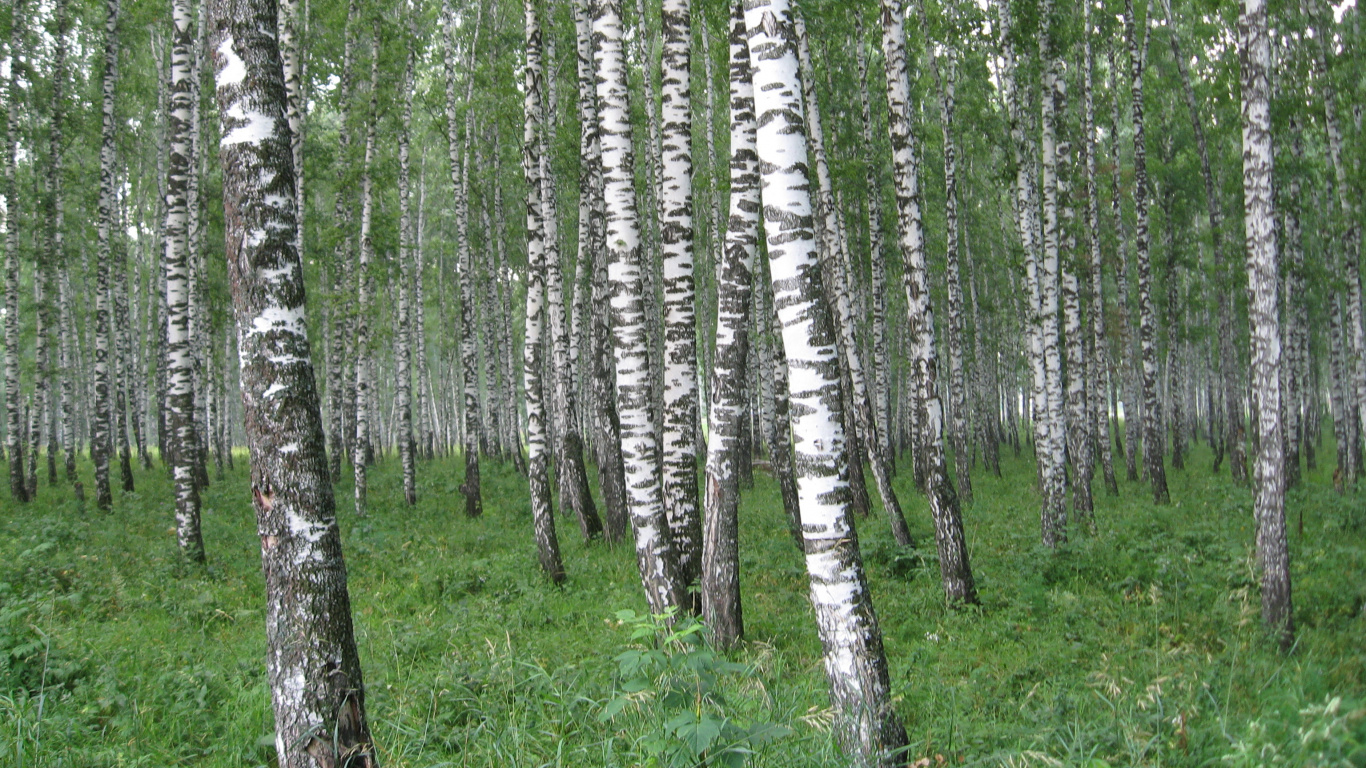 Обои Россия, природа, дерево, лес, береза в разрешении 1366x768