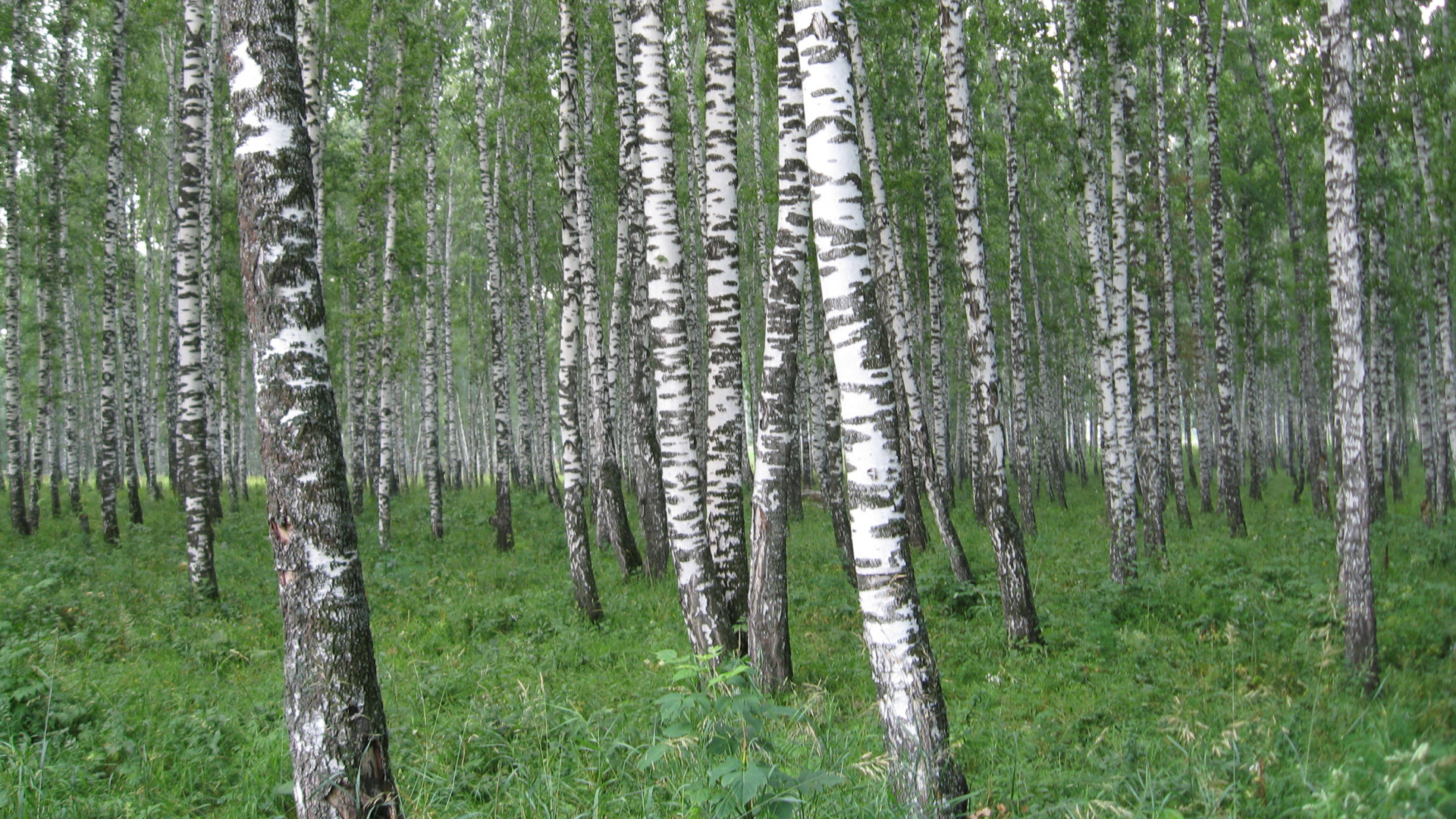 Обои Россия, природа, дерево, лес, береза в разрешении 1920x1080