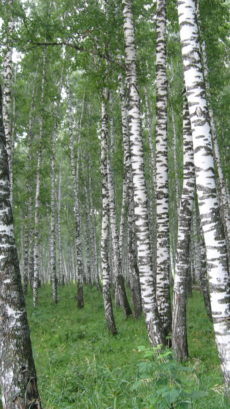 Обои Россия, природа, дерево, лес, береза в разрешении 750x1334
