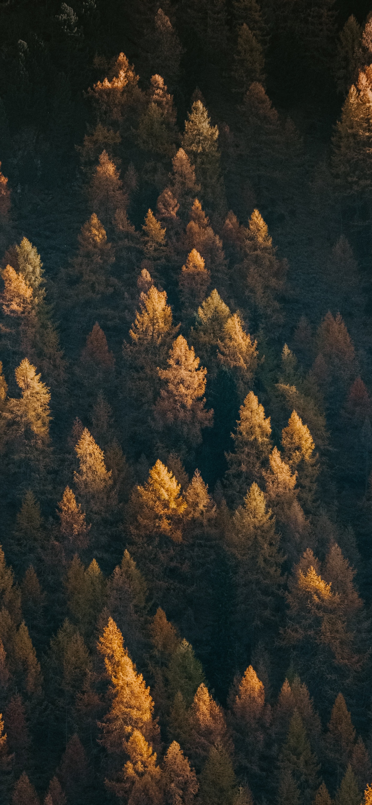 Обои дерево, формирование, геология, рок, зеленый в разрешении 1242x2688