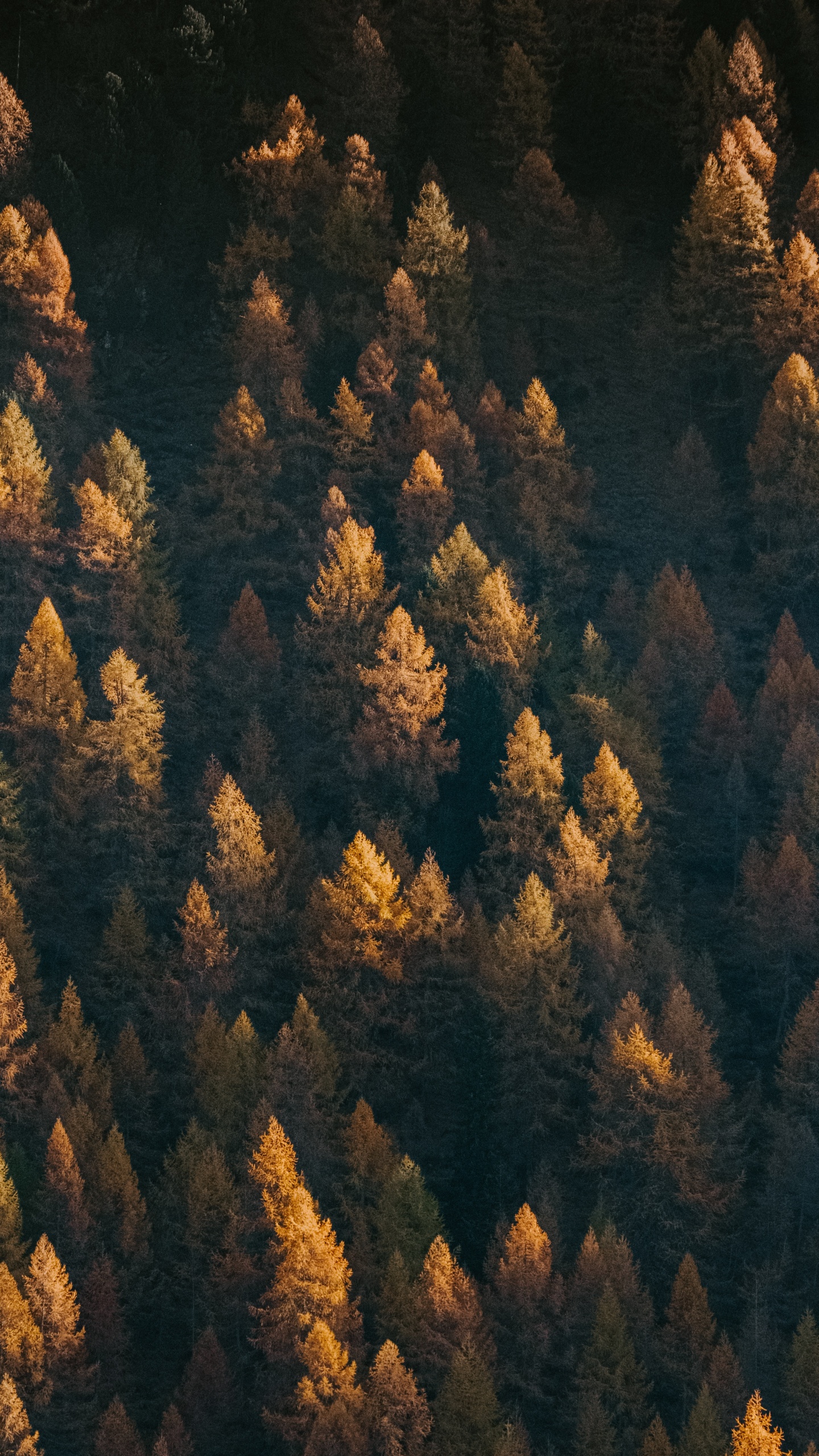 Обои дерево, формирование, геология, рок, зеленый в разрешении 1440x2560