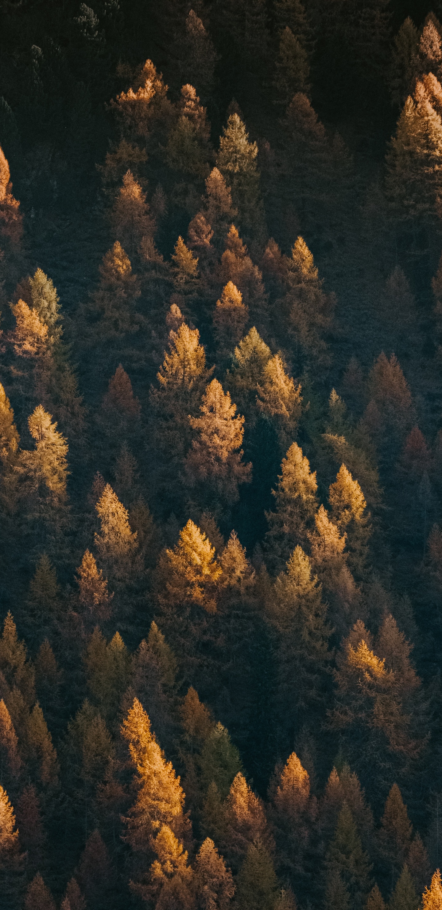 Обои дерево, формирование, геология, рок, зеленый в разрешении 1440x2960