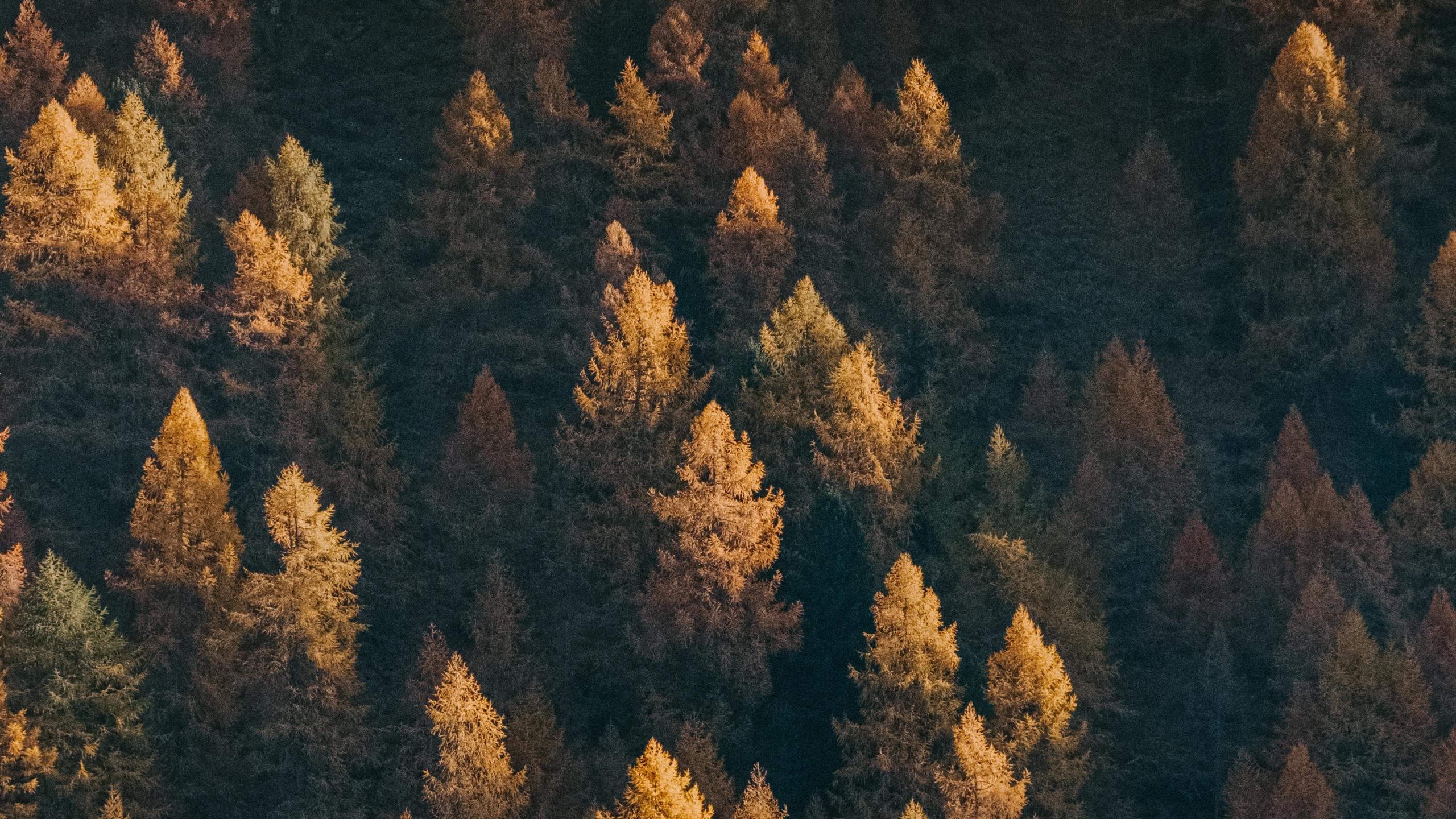 Обои дерево, формирование, геология, рок, зеленый в разрешении 2560x1440