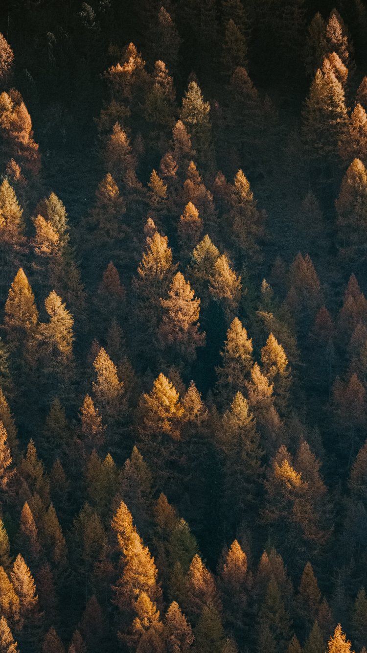 Обои дерево, формирование, геология, рок, зеленый в разрешении 750x1334