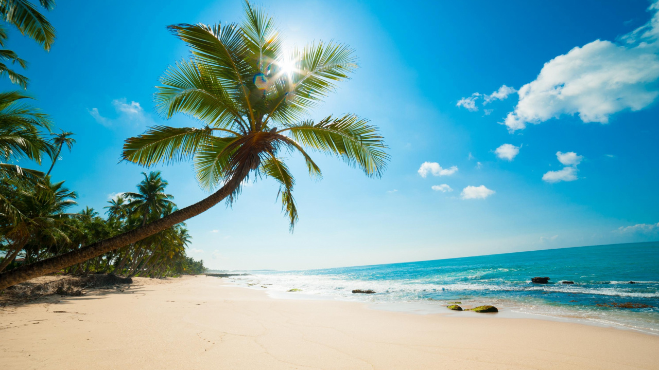 Обои пляж, тропическая зона, Пальма, океан, Карибский бассейн в разрешении 1280x720