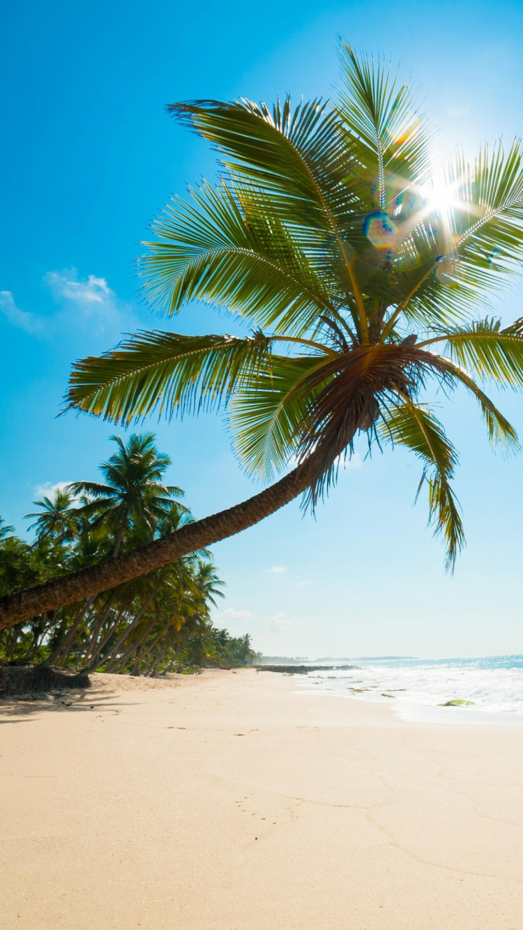 Обои пляж, тропическая зона, Пальма, океан, Карибский бассейн в разрешении 750x1334