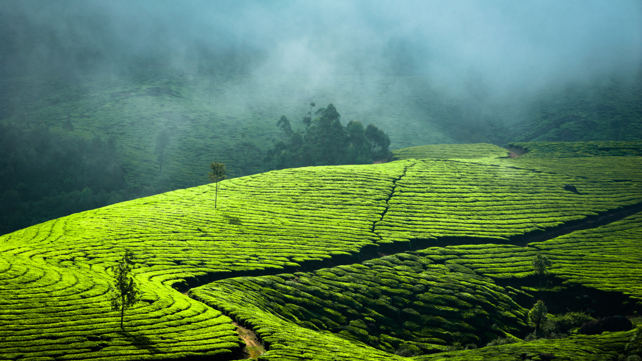 Обои сельское хозяйство, прибежище, поле, Pallivasal Чай Имуществом, сенокосное угодье в разрешении 1280x720
