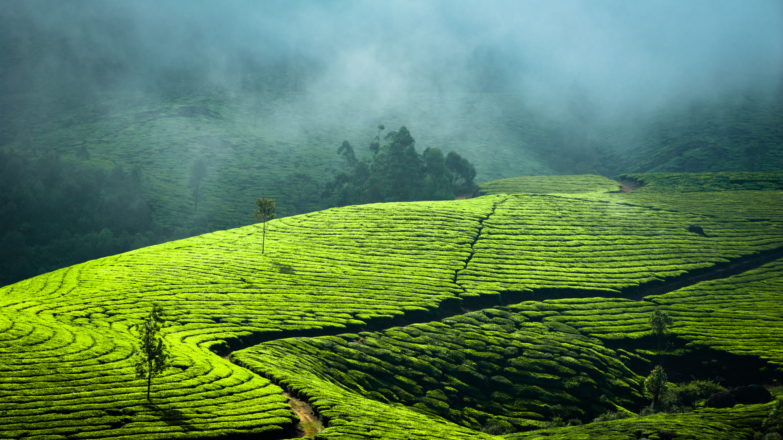 Обои сельское хозяйство, прибежище, поле, Pallivasal Чай Имуществом, сенокосное угодье в разрешении 2560x1440
