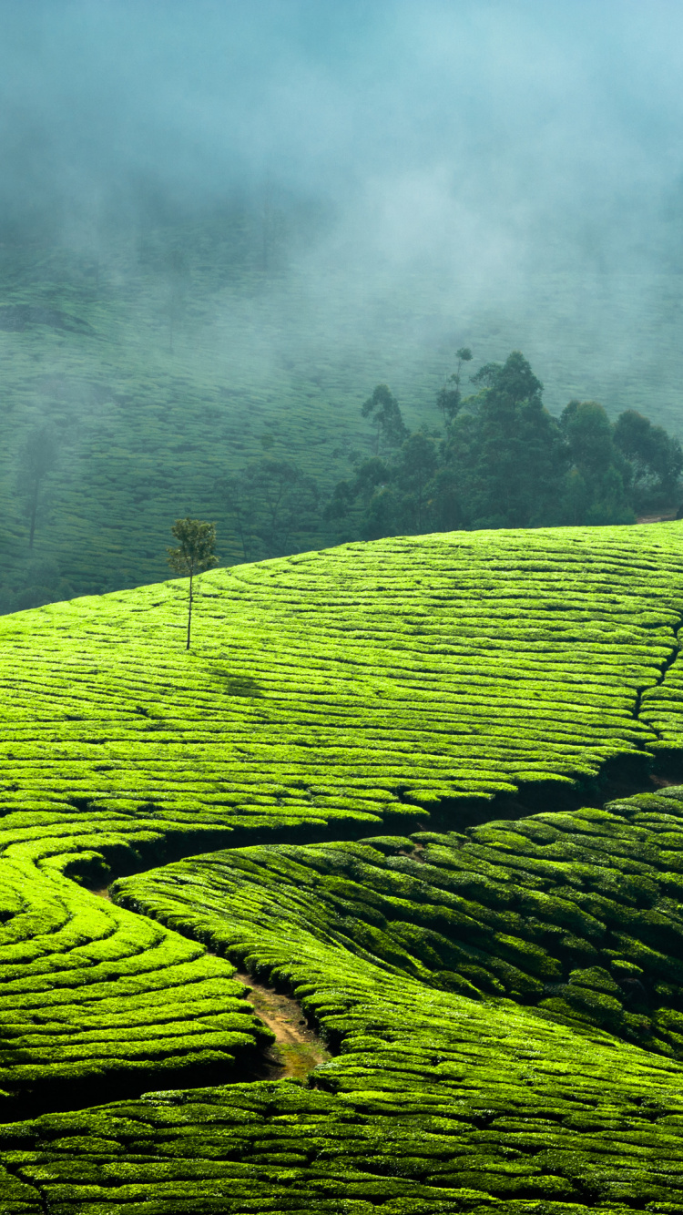 Обои сельское хозяйство, прибежище, поле, Pallivasal Чай Имуществом, сенокосное угодье в разрешении 750x1334