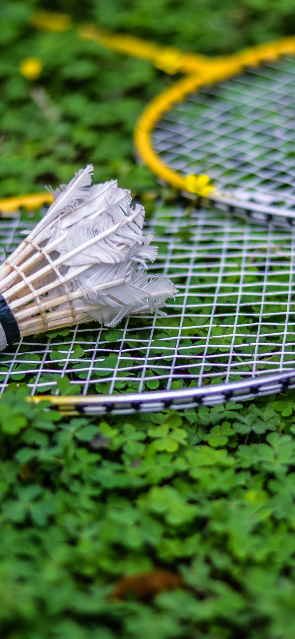 Обои бадминтон, теннис, Теннис Оборудование, насекомое, ракетка спорт в разрешении 1125x2436