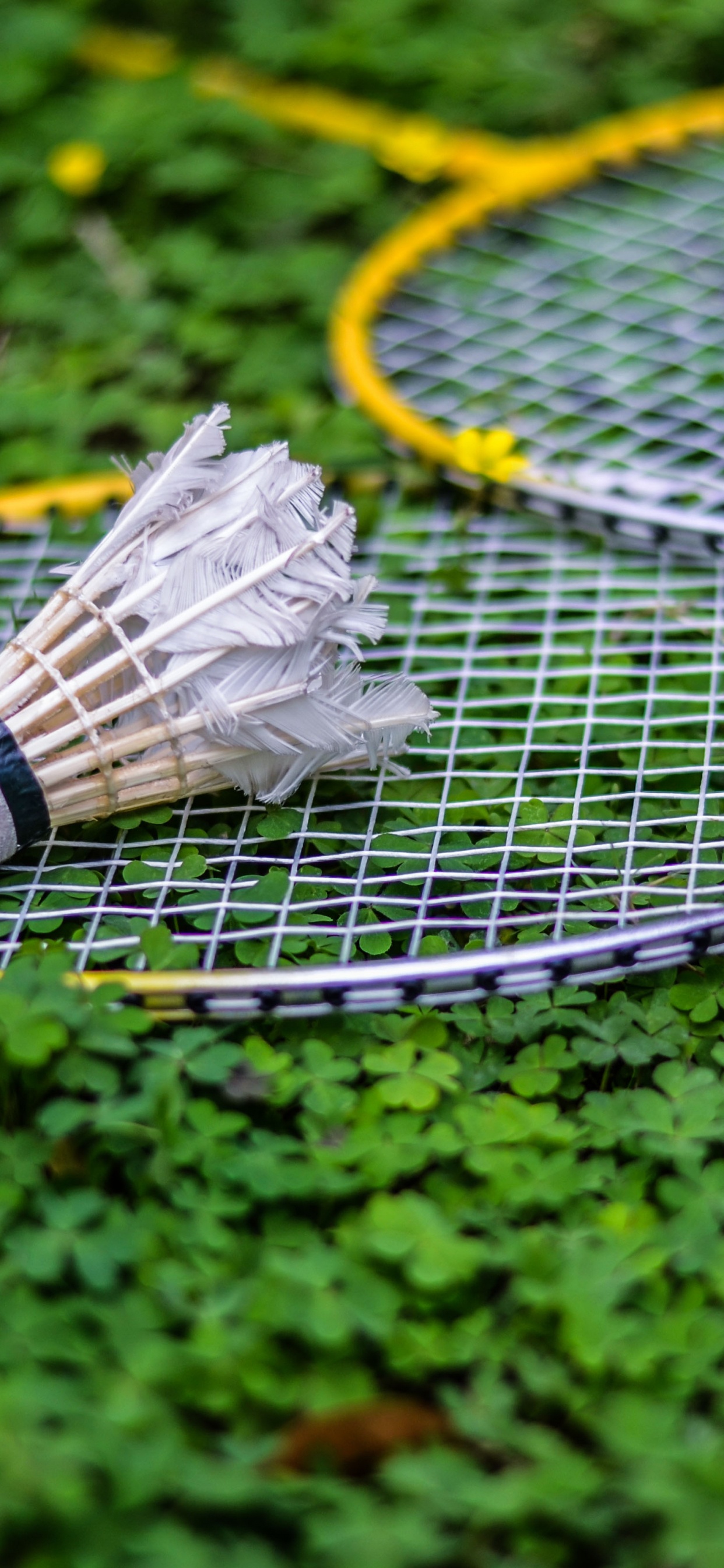 Обои бадминтон, теннис, Теннис Оборудование, насекомое, ракетка спорт в разрешении 1242x2688