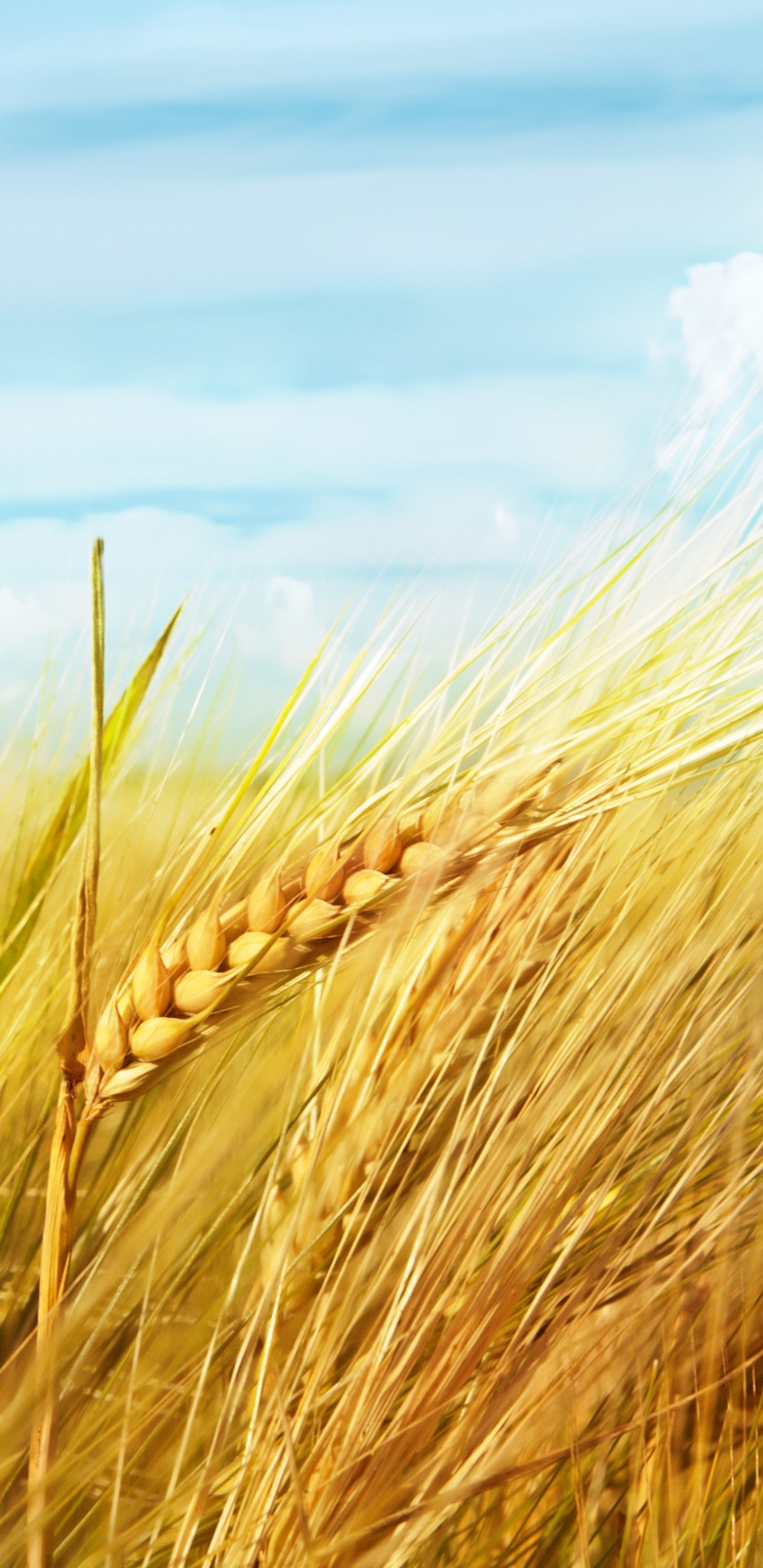 Обои пшеница, Люди в природе, ячмень, поле, рожь в разрешении 1440x2960