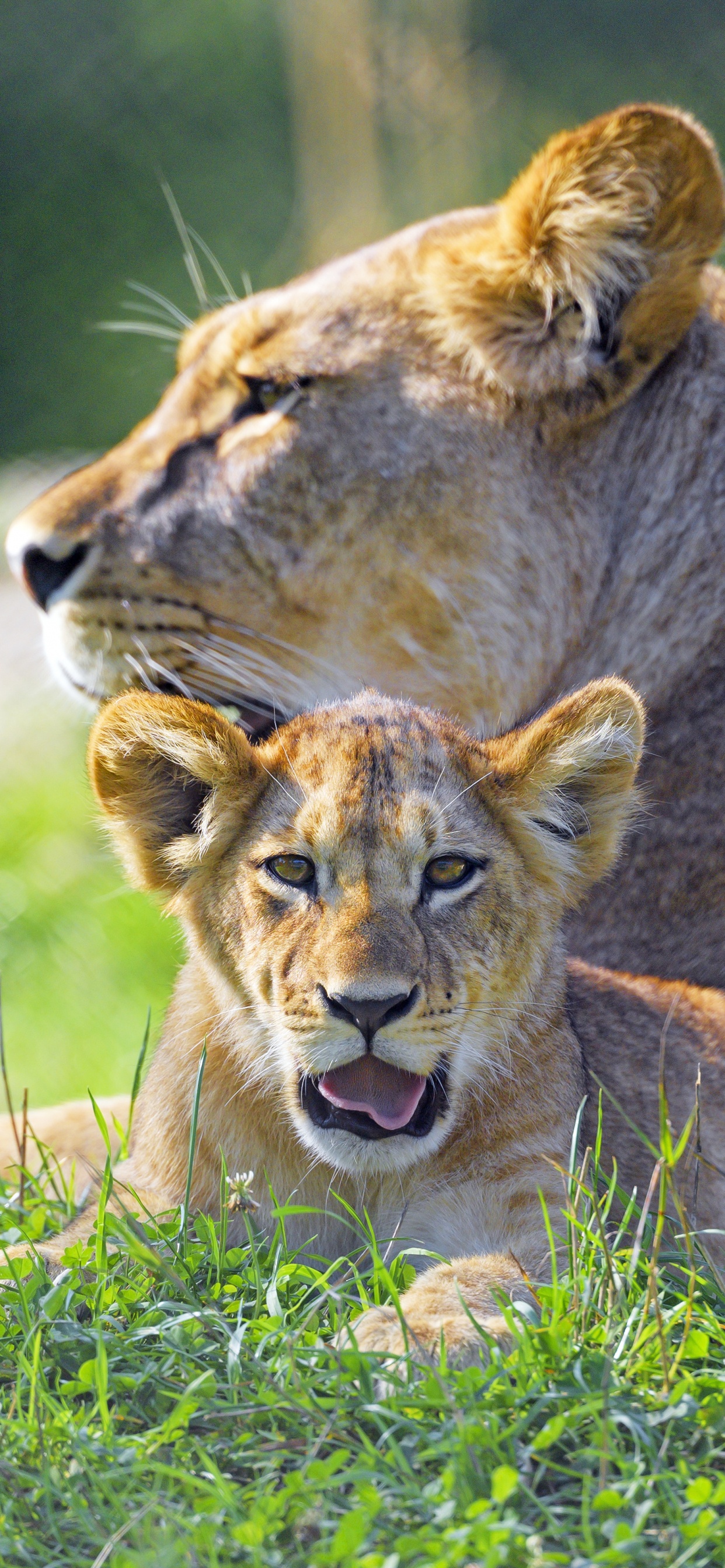 Обои Лев, большая кошка, Восточно африканский Лев, волосы, окружающая среда в разрешении 1242x2688