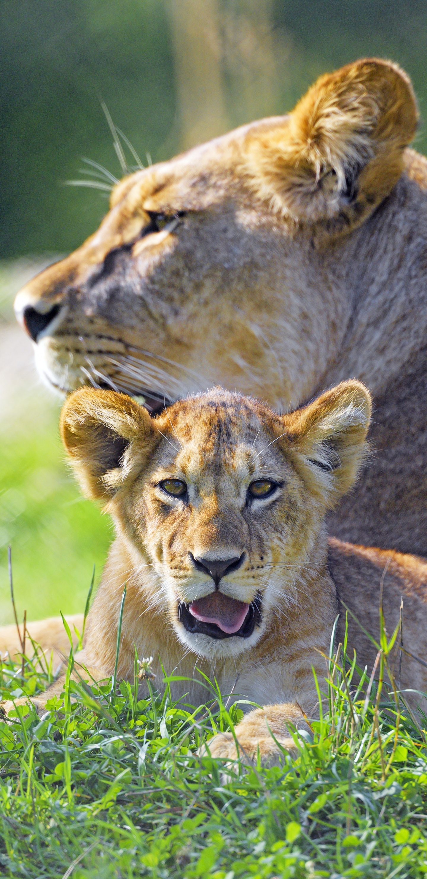 Обои Лев, большая кошка, Восточно африканский Лев, волосы, окружающая среда в разрешении 1440x2960