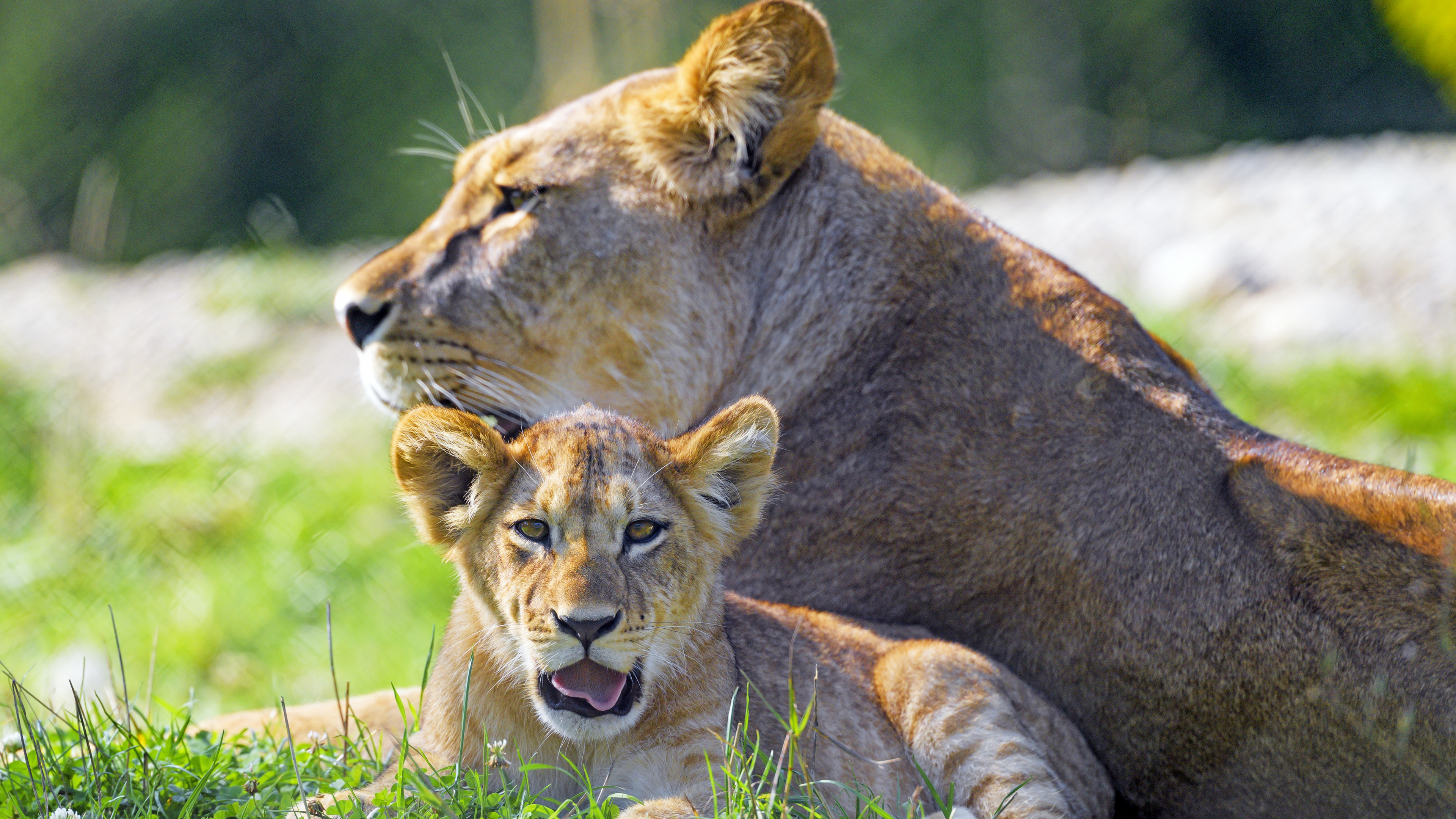 Обои Лев, большая кошка, Восточно африканский Лев, волосы, окружающая среда в разрешении 3840x2160