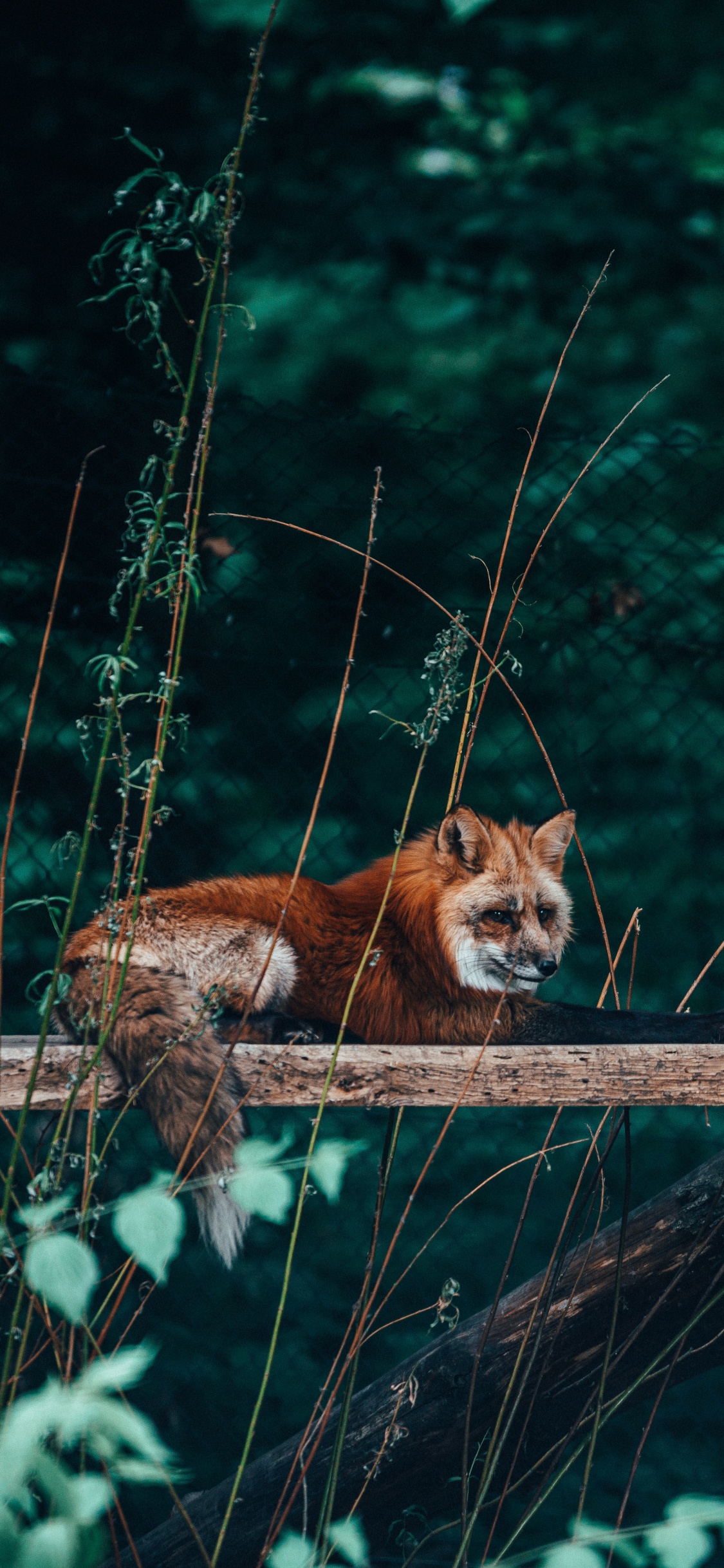 Обои живая природа, рыжая лисица, Псовые, красный волк, дерево в разрешении 1125x2436