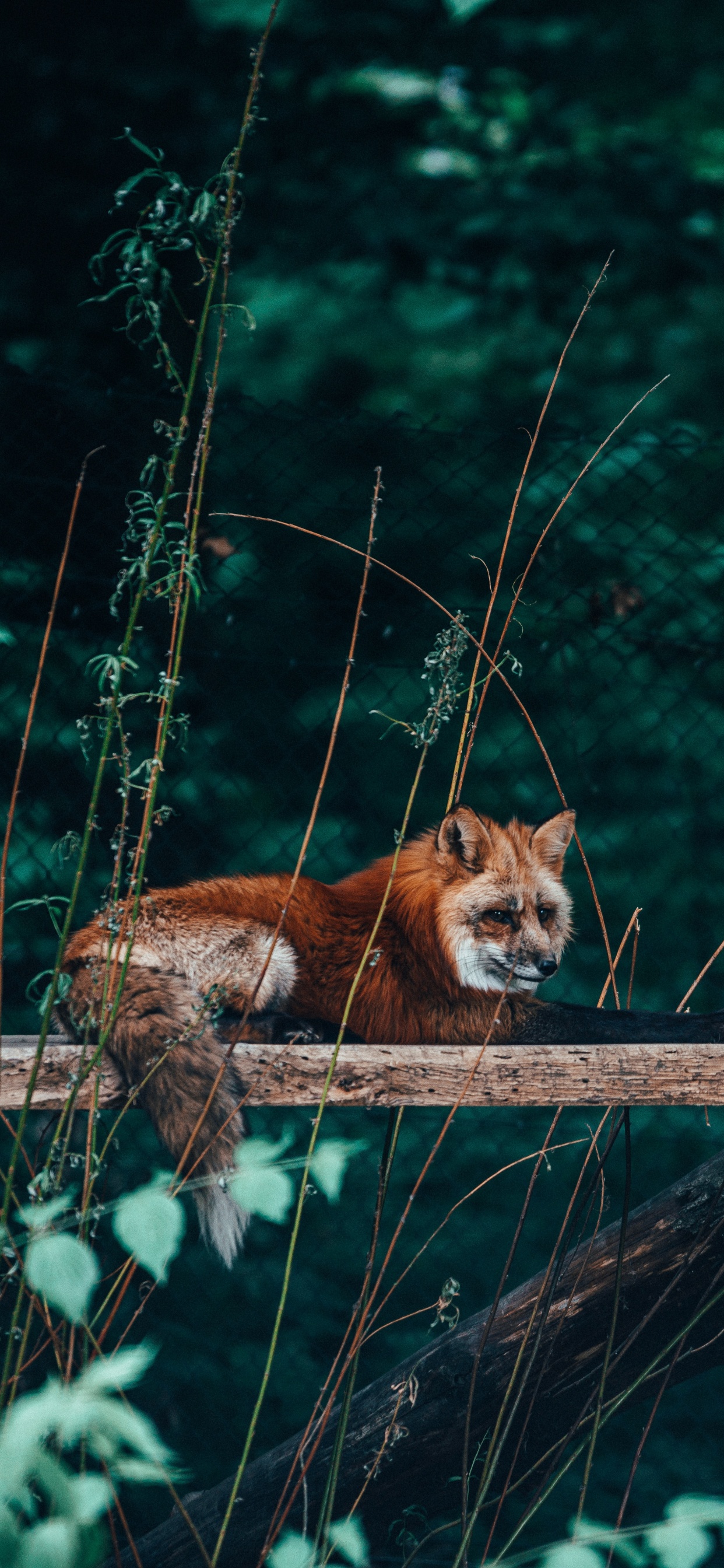 Обои живая природа, рыжая лисица, Псовые, красный волк, дерево в разрешении 1242x2688