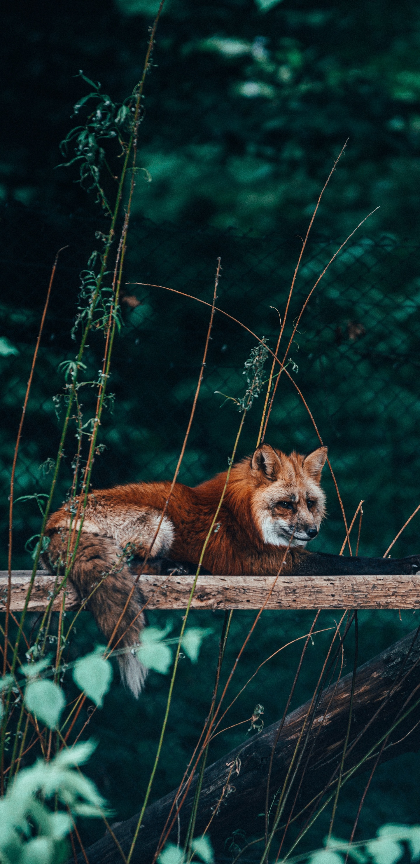 Обои живая природа, рыжая лисица, Псовые, красный волк, дерево в разрешении 1440x2960