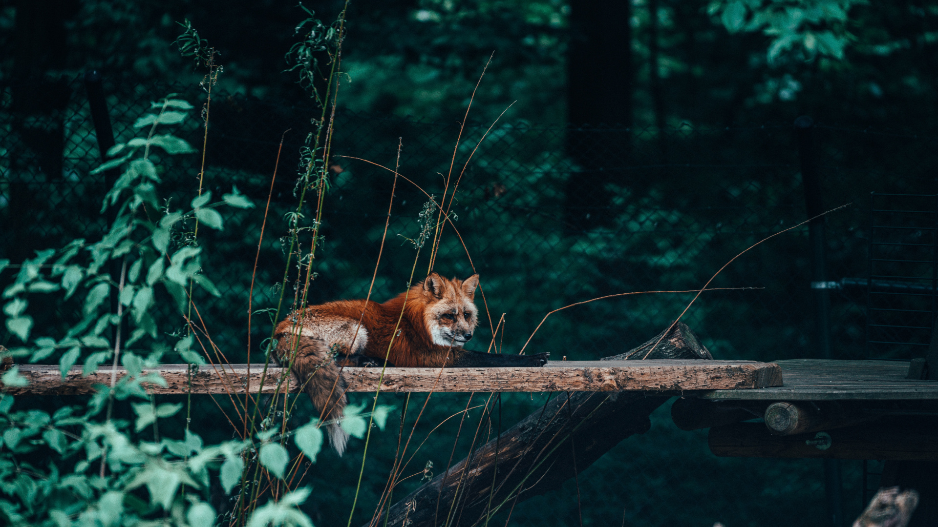 Обои живая природа, рыжая лисица, Псовые, красный волк, дерево в разрешении 1920x1080