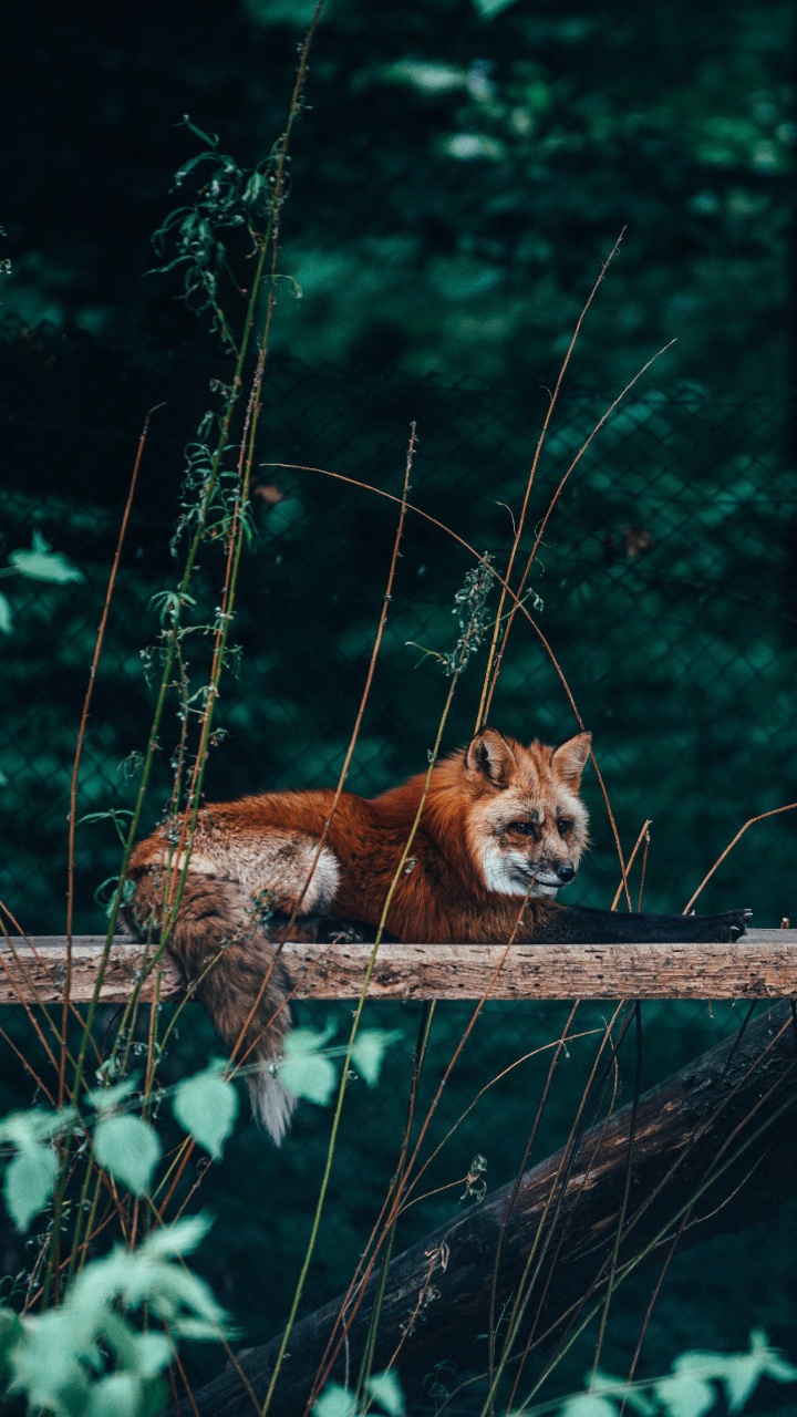 Обои живая природа, рыжая лисица, Псовые, красный волк, дерево в разрешении 720x1280