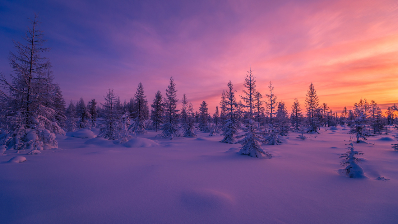 Обои снег, закат, зима, природа, дерево в разрешении 1280x720