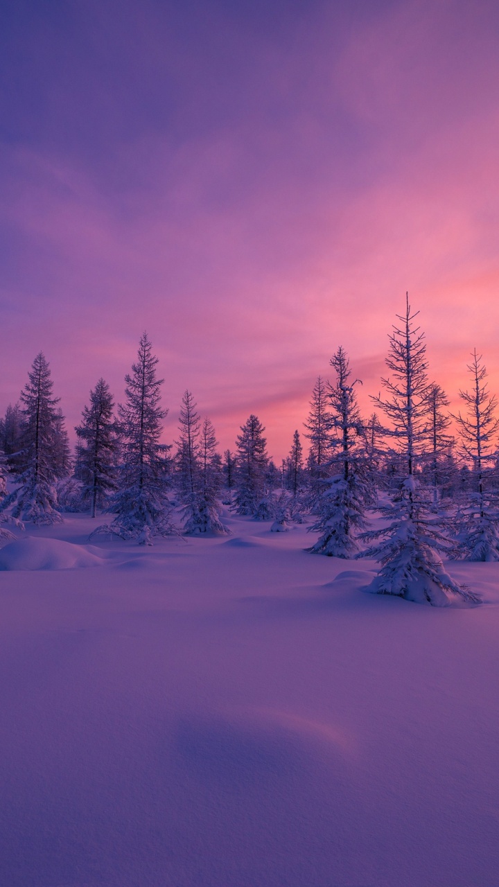 Обои снег, закат, зима, природа, дерево в разрешении 720x1280