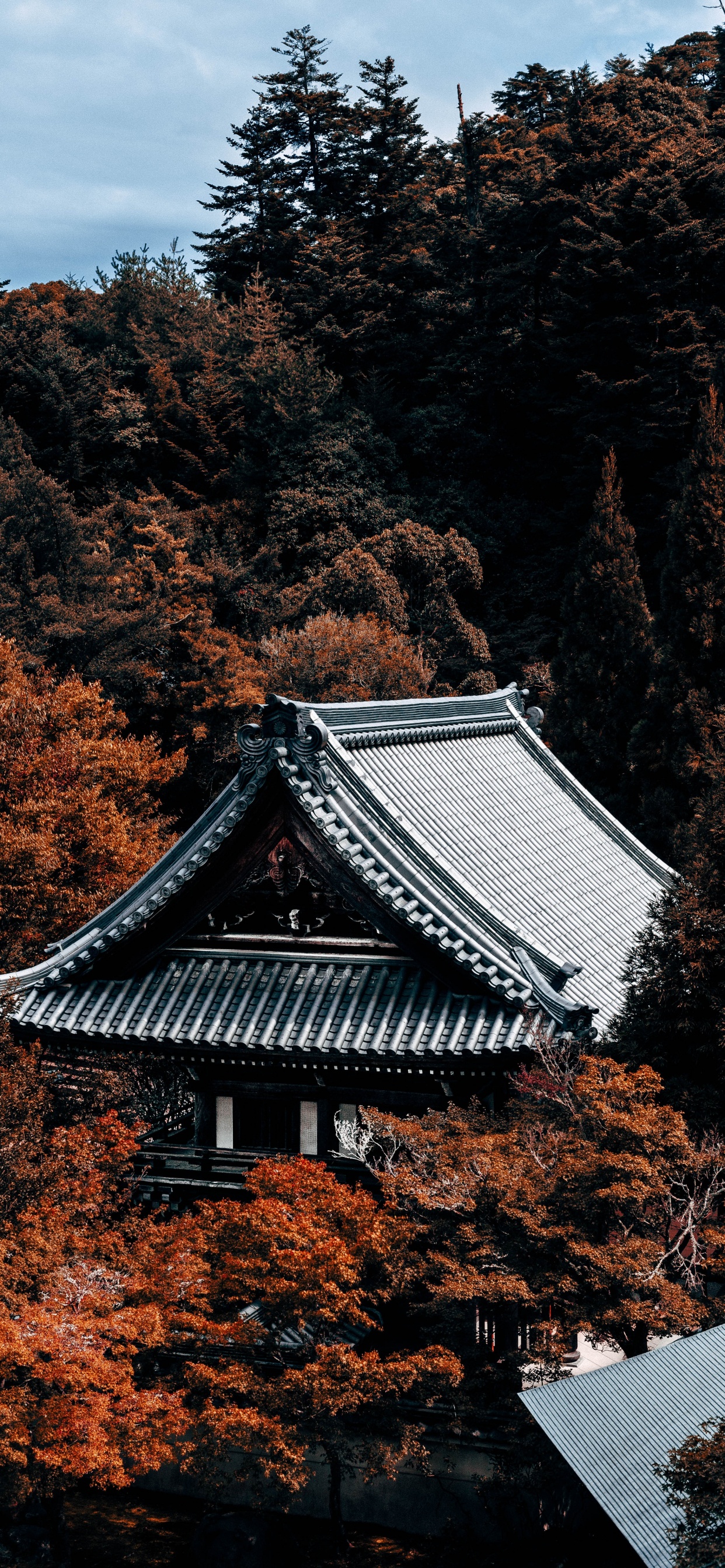 Обои дерево, здание, лист, осень, архитектура в разрешении 1242x2688