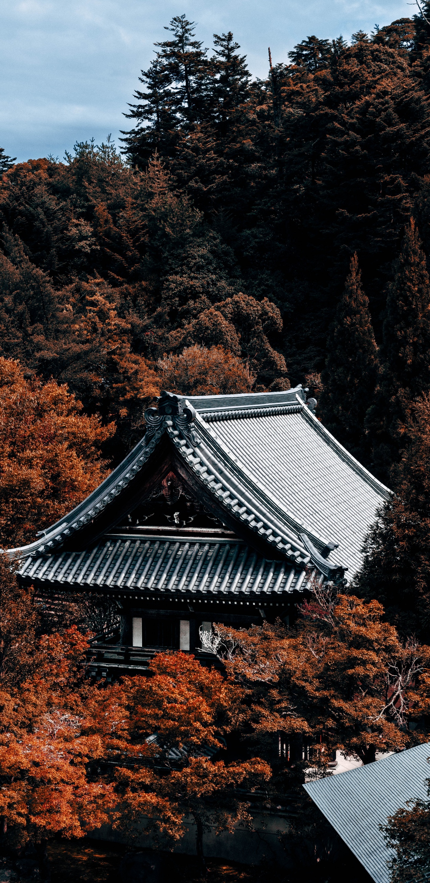 Обои дерево, здание, лист, осень, архитектура в разрешении 1440x2960