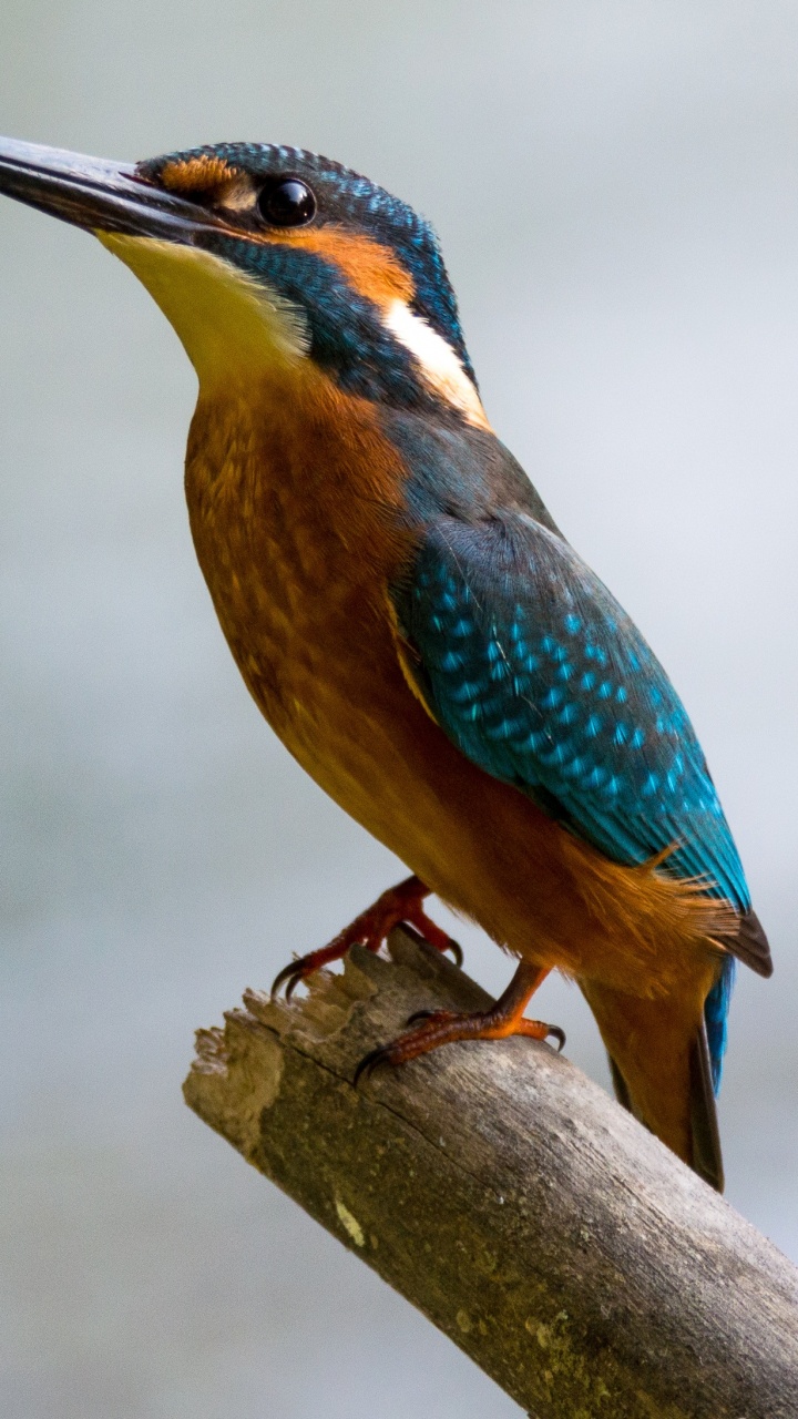 Обои птица, клюв, ракшеобразных, живая природа, ветвь в разрешении 720x1280