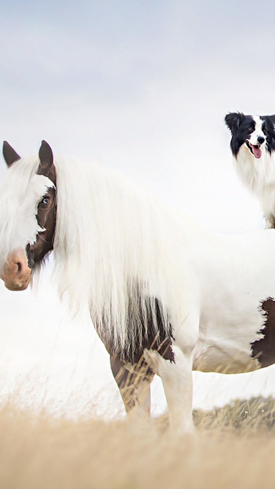 Обои бордер колли, конь, щенок, жеребец, Мустанг лошадь в разрешении 1080x1920