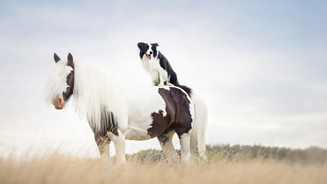 Обои бордер колли, конь, щенок, жеребец, Мустанг лошадь в разрешении 1280x720