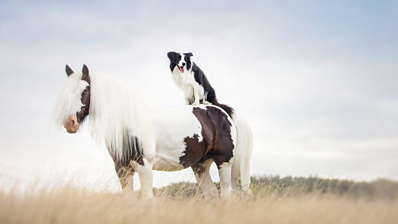 Обои бордер колли, конь, щенок, жеребец, Мустанг лошадь в разрешении 1366x768