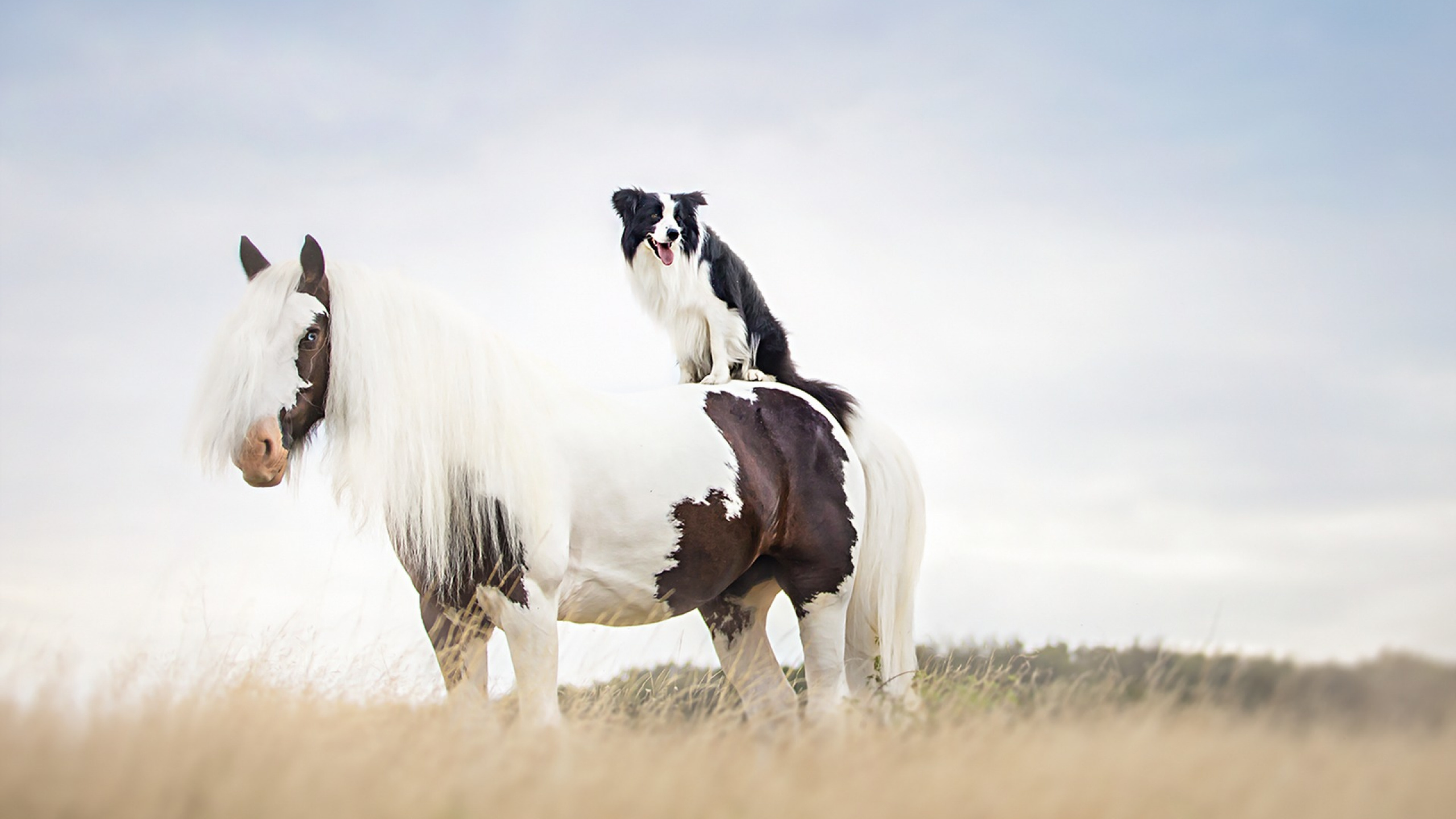 Обои бордер колли, конь, щенок, жеребец, Мустанг лошадь в разрешении 2560x1440
