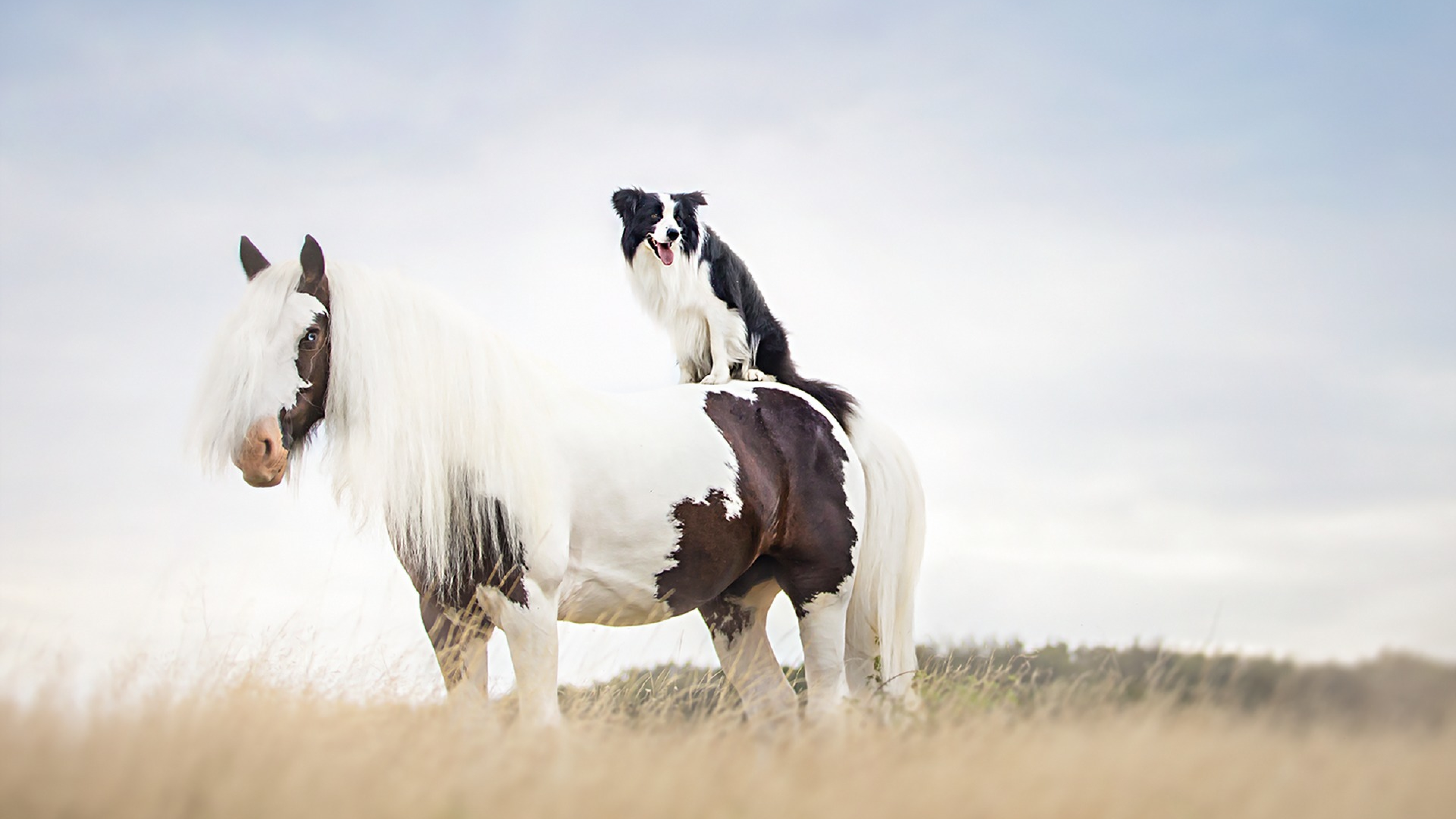 Обои бордер колли, конь, щенок, жеребец, Мустанг лошадь в разрешении 3840x2160
