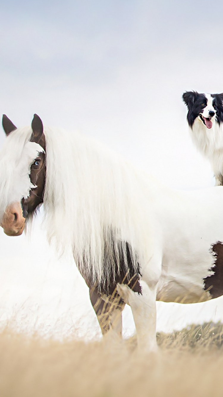 Обои бордер колли, конь, щенок, жеребец, Мустанг лошадь в разрешении 750x1334