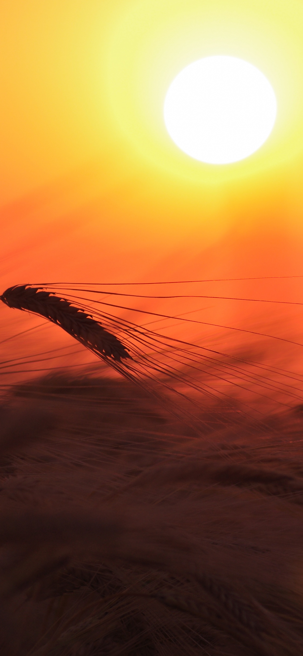 Обои восход солнца, солнце, закат, утро, горизонт в разрешении 1242x2688