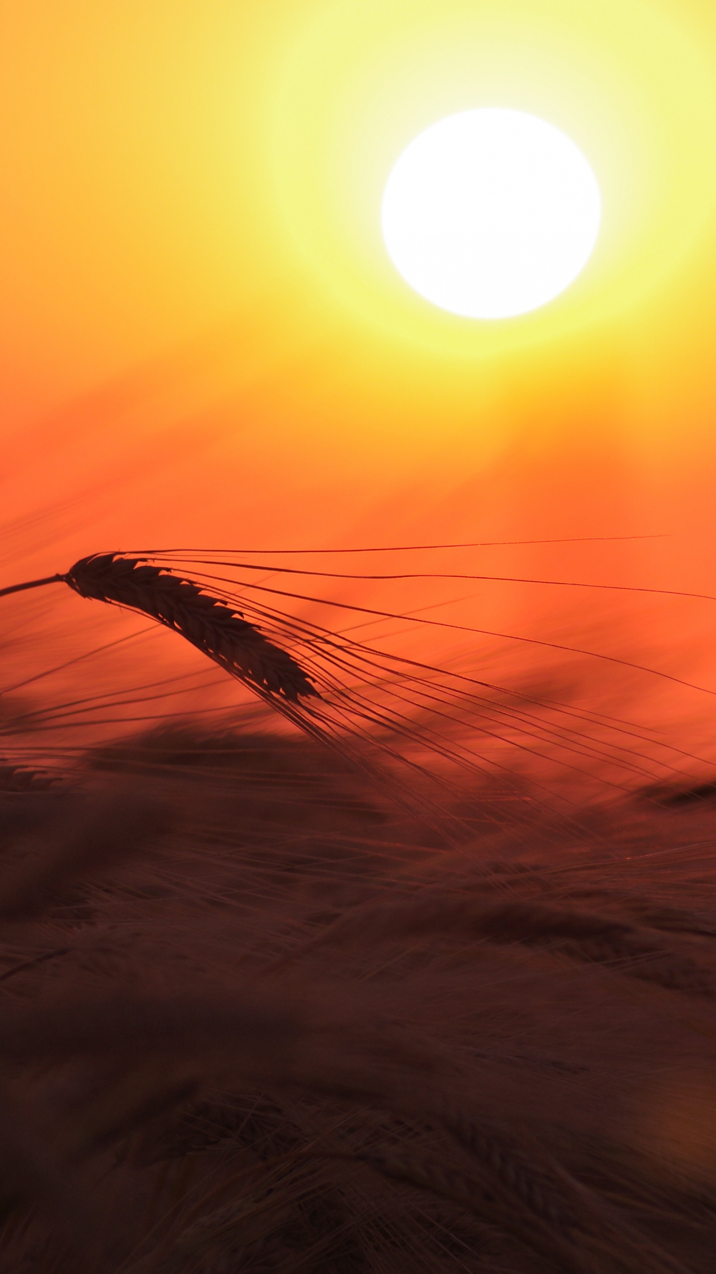 Обои восход солнца, солнце, закат, утро, горизонт в разрешении 1440x2560