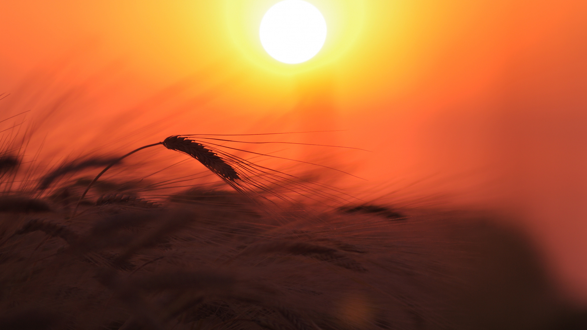 Обои восход солнца, солнце, закат, утро, горизонт в разрешении 1920x1080