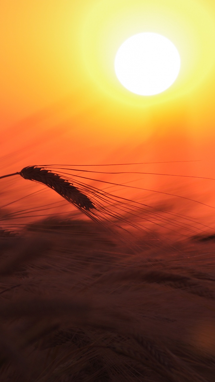 Обои восход солнца, солнце, закат, утро, горизонт в разрешении 720x1280