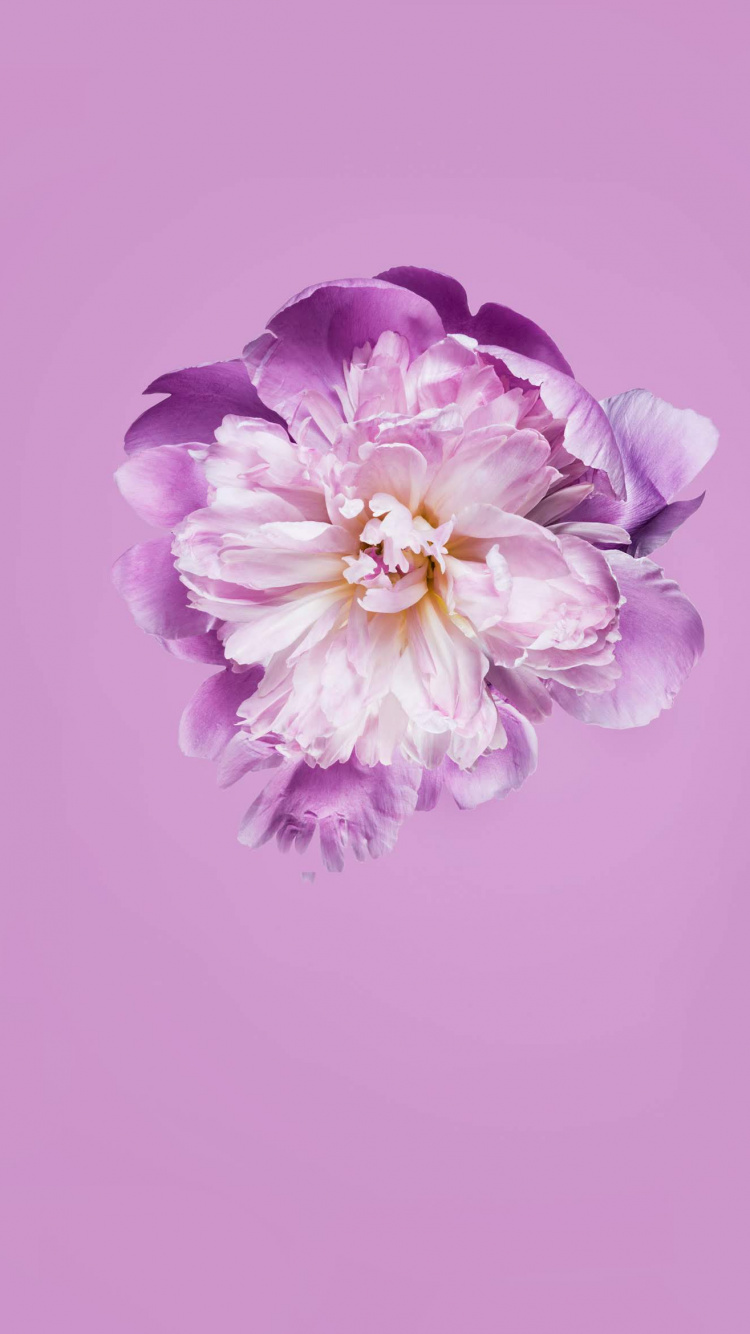 Обои Huawei, Honor Play, google play, честь, Huawei P30 в разрешении 750x1334