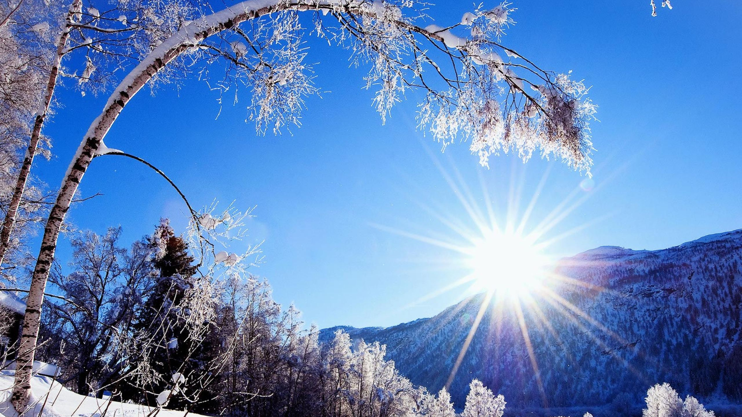 Обои зима, снег, природа, дерево, замораживание в разрешении 2560x1440