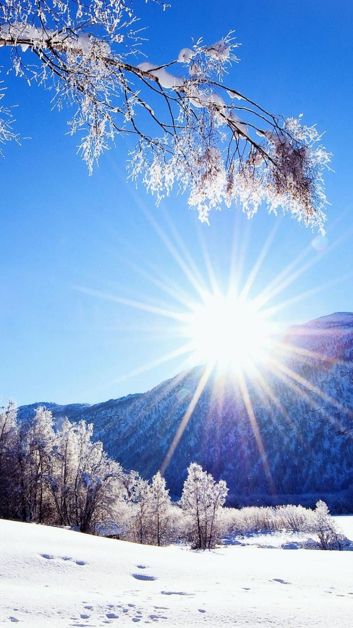 Обои зима, снег, природа, дерево, замораживание в разрешении 720x1280