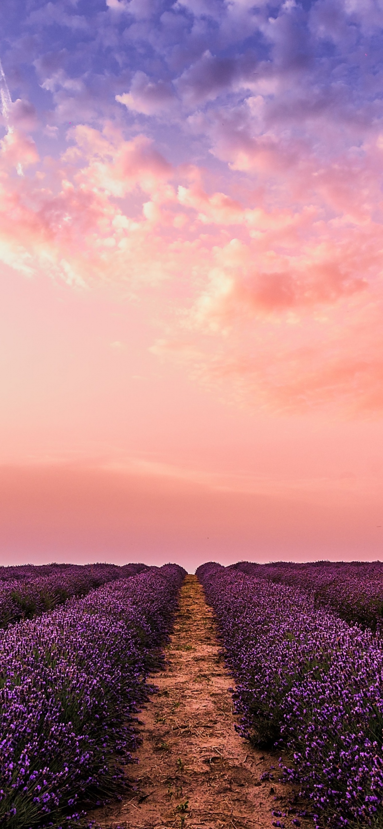Обои фестиваль лаванды, английский лаванды, фестиваль лаванды sequim, облако, растение в разрешении 1242x2688